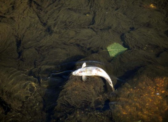 Νεκρά ψάρια εντοπίστηκαν στον Σοφαδίτη