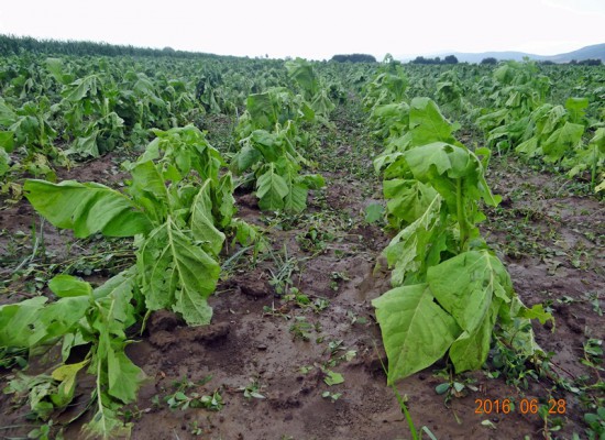 Αμεσες και δίκαιες αποζημιώσεις ζητούν οι παραγωγοί του Δήμου Σοφάδων