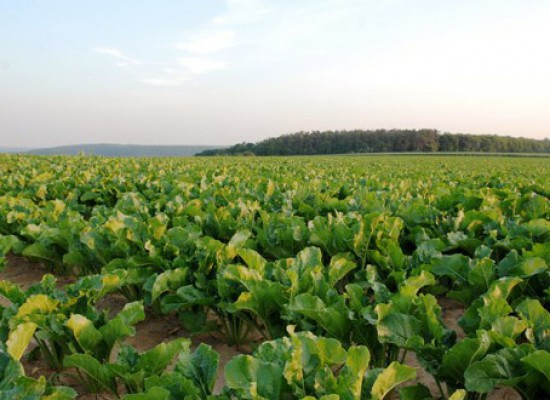 Ανάρτηση καταστάσεων πληρωμής των δικαιούχων των δράσεων ,«Σύστημα Ολοκληρωμένης Διαχείρισης στην παραγωγή ζαχαροτεύτλων 2η πρόσκληση»  και «Αμειψισπορά με ξηρικές καλλιέργειες σε καπνοπαραγωγικές περιοχές  1η και 2η πρόσκληση», για το  έτος 2014 ,για την Π.Ε.  Καρδίτσας