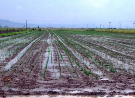 Δηλώσεις ζημιάς στη φυτική παραγωγή στο Δήμο Σοφάδων