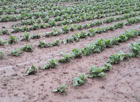 Δηλώσεις ΕΛΓΑ για ζημιές από τις πρόσφατες βροχοπτώσεις & χαλαζοπτώσεις