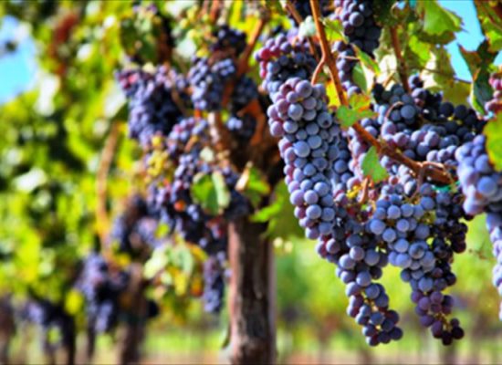 ΑΠΟΣΤΑΞΗ ΣΤΕΜΦΥΛΩΝ