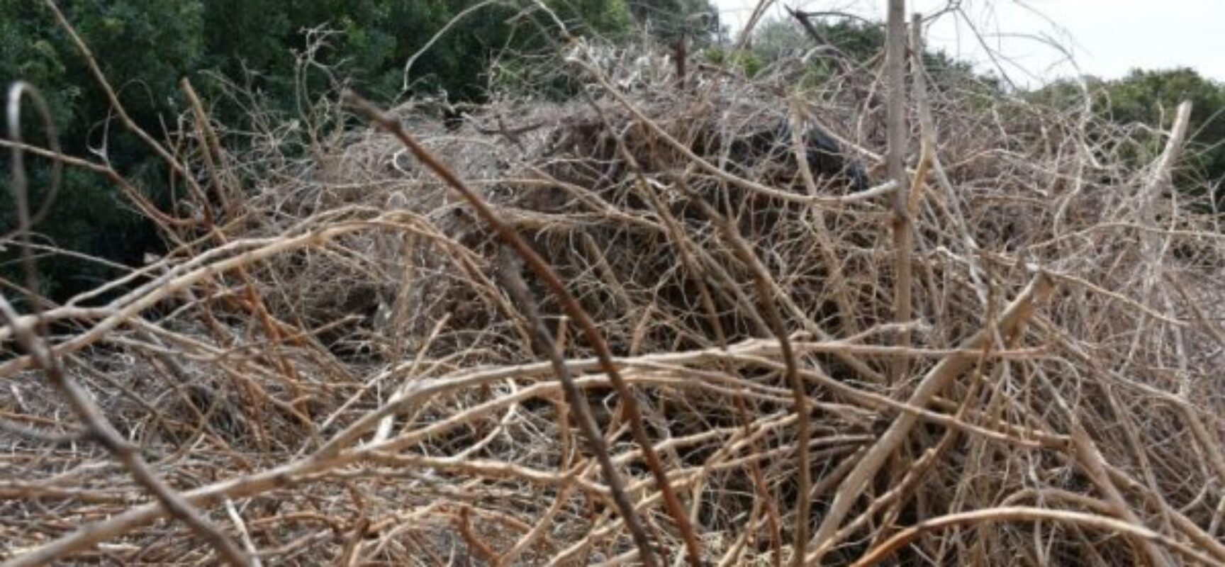 Δήμος Σοφάδων: Ανακοίνωση για μη εναπόθεση κλαδιών