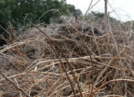 Δήμος Σοφάδων: Ανακοίνωση για μη εναπόθεση κλαδιών