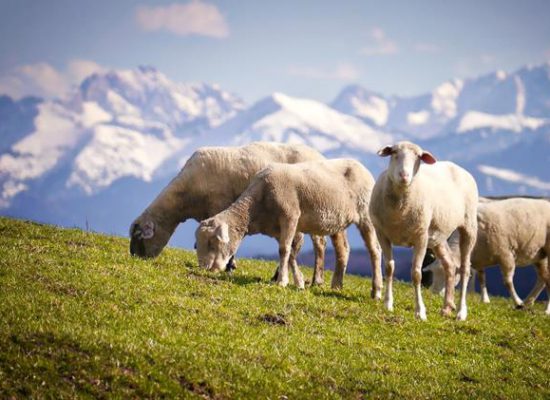 Λήψη μέτρων για την πρόληψη μετάδοσης εξωτικών νοσημάτων ζώων στην Περιφέρεια Θεσσαλίας